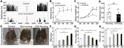 Wheel Running Improves Motor Function and Spinal Cord Plasticity in Mice With Genetic Absence of the Corticospinal Tract